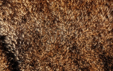 Top view of a wheatfield. Organic food. Flying over a field Directly above view of wheat field. Field before harvesting. Agriculture background. Drone flying over ripened wheat field