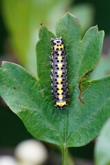Vertical closeup on the colorful caterpillar of the figure of eight owlet moth, Diloba caeruleocephala, sitting on a green leaf