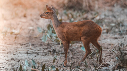  Gray Brocket,Mazama gouazoubira,Mato Grosso, Brazil