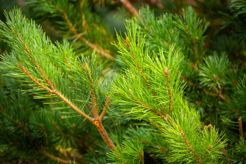 Fir branches close-up. Coniferous trees in the forest. Winter Christmas background. Christmas background, beautiful nature