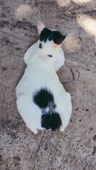 cat on the beach