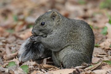 Naklejka na ściany i meble a squirrel is eating a nut