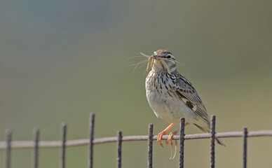 Woodlark or Wood Lark - Lullula arborea, Crete