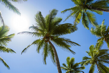 Palms on a blue sky background