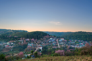 Beautiful Wild Himalayan, Cherry pink blossom Sakura flower full bloom in Ban Mai Rong Kla Village with the natural high area at Phu Lom Lo Mountain Loei, and Phitsanulok, Thailand.