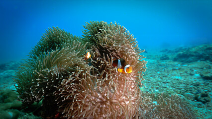 Fototapeta na wymiar Underwater photo of clown fish and anemone at the coral reef.