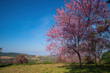 The landscape of Wild Himalayan cherry blossom forest in full bloom, Thailand