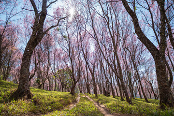 The landscape of Wild Himalayan cherry blossom forest in full bloom, Thailand