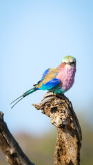 Lilac Breasted Roller
