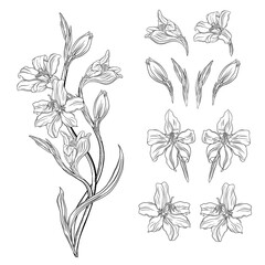 Beautiful graphic wildflowers. Floral graphic composition5