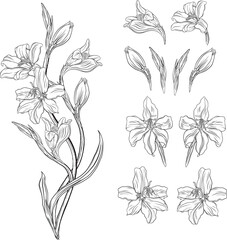 Beautiful graphic wildflowers. Floral graphic composition5