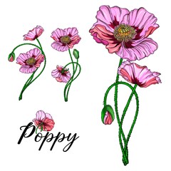 Bright vector flowers pink poppies. Botanical illustration. Romance
