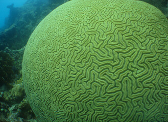 a brain coral in the caribbean sea