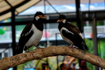 Perched bird