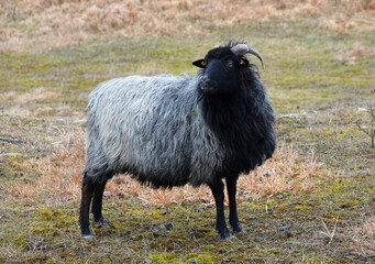 Obraz premium German Grey Heath sheep stands in a wild environment. The German name of this breed is Heidschnucke. This is a Northern European short-tailed sheep with grey hair, black legs, tail and head and horns
