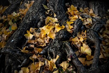 都会の公園の木の根っこに枯葉が落ちて積もっている自然風景に季節を感じる
