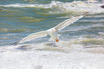 A seagull flying among strong sea waves - Diaz point, Namibia