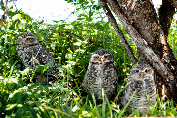 great horned owl in a tree