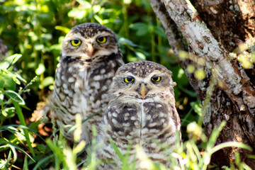 great horned owl