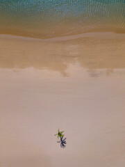 Lonely Palm