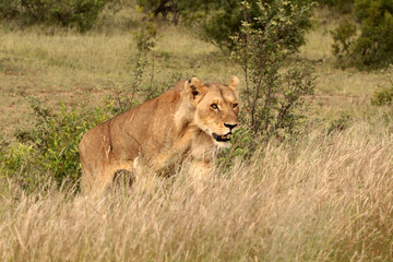Fototapeta na wymiar A young lion walks through a savannah on a game reserve in South Africa.