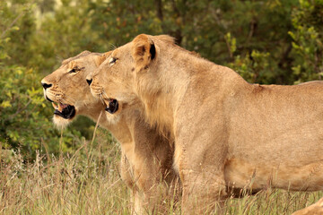 Fototapeta na wymiar A pair of young lions hunting in the bush in an African game reserve.