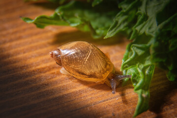 snail crawls on a wooden board near to green leaves and vegetables. Celective focus