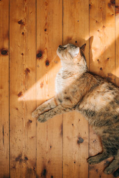 A cute cat is resting on a wooden floor. A domestic cat takes a sun bath. The sunbeam illuminates a red cat.