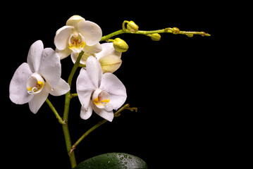 Fototapeta na wymiar Flowering branch of a white orchid and leaves in drops of water on a black background