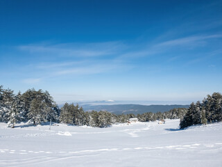 Fototapeta na wymiar Snow covered pine trees on the background of mountain peaks. Panoramic view of the winter.