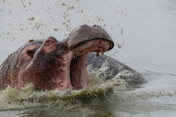hippo splashing in the water