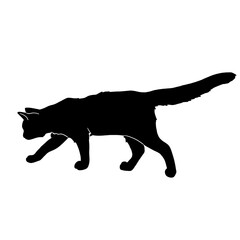 silhouette of a cat