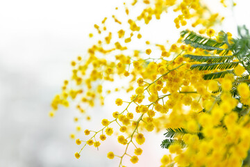 Flowers spring composition. Mimosa flowers on white background. Easter, Women's day concept. Front view