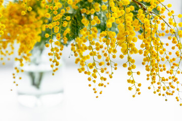 Flowers spring composition. Mimosa flowers on white background. Easter, Women's day concept. Front view