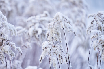 A beautiful herbaceous plant in frost. Blurred background. Selective focus.