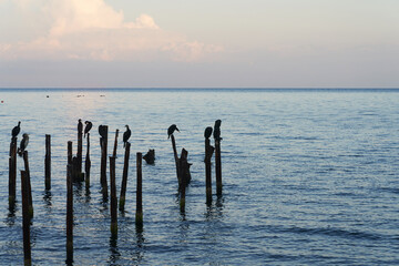 A picturesque seascape with a pink cloudy sky at sunset. A flock of cormorants sits on wooden pilings in the water. Copy space.