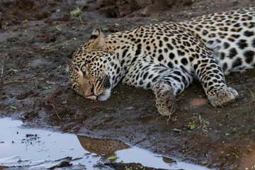 leopard on the mud next to a river