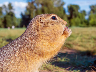 A gopher is eating sunflower seeds in a grassy meadow. Close-up.