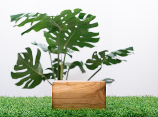 empty wood podium on green grass monstera tropical forest plant on white background.cosmetics and moisture beauty natural product present placement pedestal promotion display,jungle or summer concept.