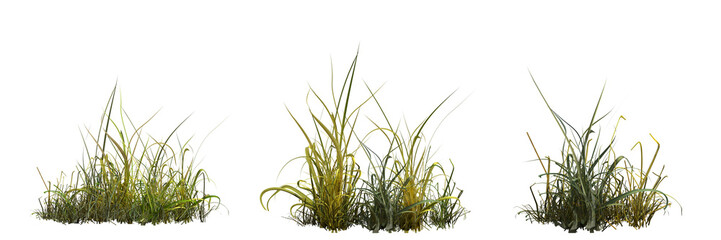 wild field grass, isolated on a transparent background, 3D illustration, cg render