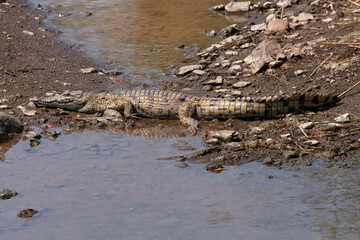 young crocodile in a partially dried out stream in the Kruger