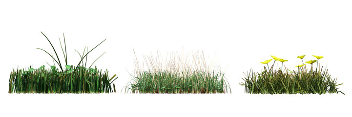 Fototapeta premium wild field grass, isolated on a transparent background, 3D illustration, cg render