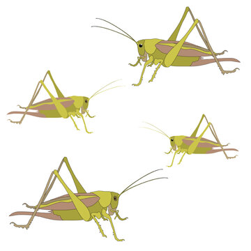 Green realistic grasshopper flat with shadows