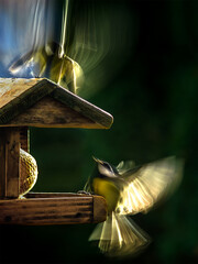 Two songbirds fighting for food                       