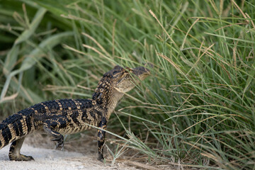 american alligator going into ht tall grass