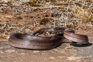 Brown house snake (Boaedon capensis)
