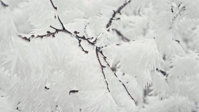 Branches covered by hoarfrost, first snow, icy crystals. Winter frosty morning