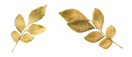 Beautiful dry murraya leaves isolated on transparent background