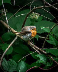 Rouge-gorge sur une branche au-dessus de feuillage vert 