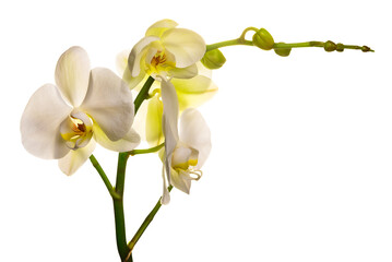 Naklejka na ściany i meble Flowering branch of a white orchid on a white background. isolate